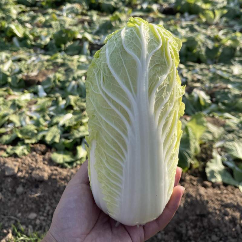 娃娃菜河南内黄县产地大量上市