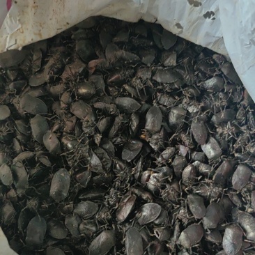 自己扒的野生九香虫部分活体，鲜货3公斤