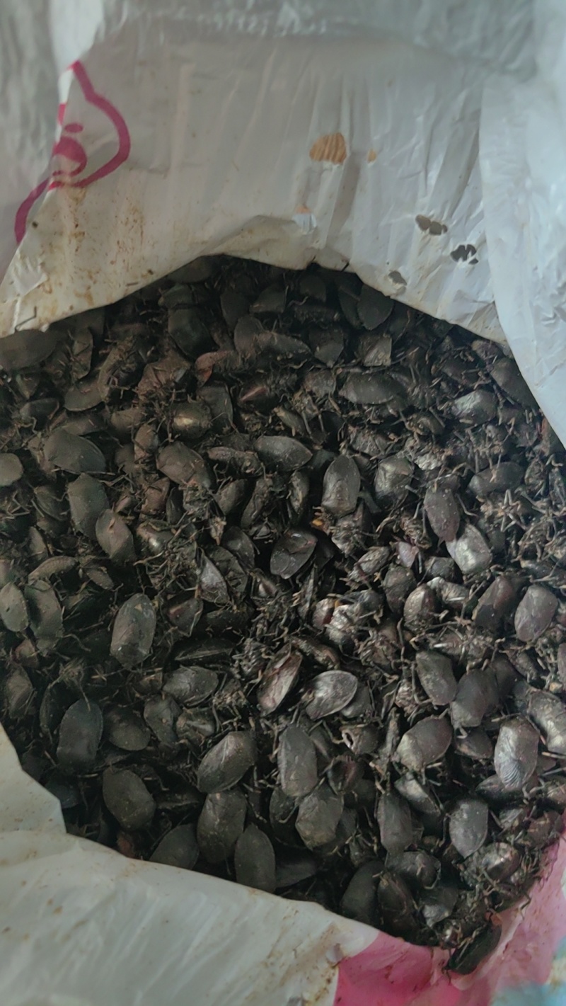 自己扒的野生九香虫部分活体，鲜货3公斤