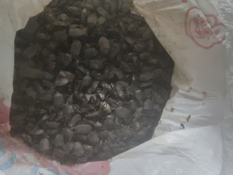 自己扒的野生九香虫部分活体，鲜货3公斤