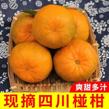 四川攀枝花碰柑/产区直发/大量有货
