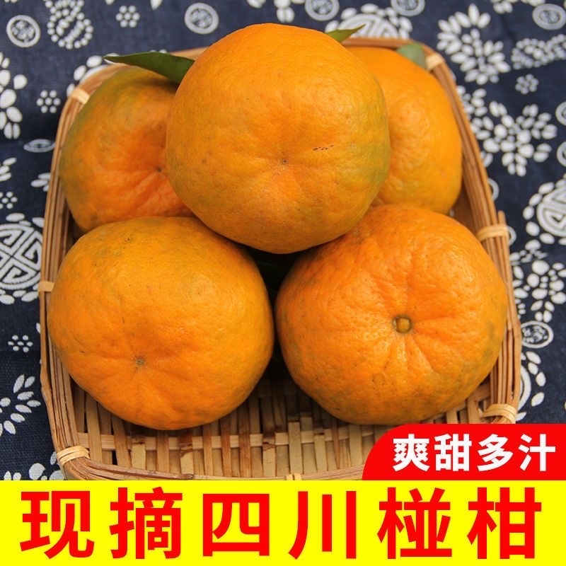四川攀枝花碰柑/产区直发/大量有货