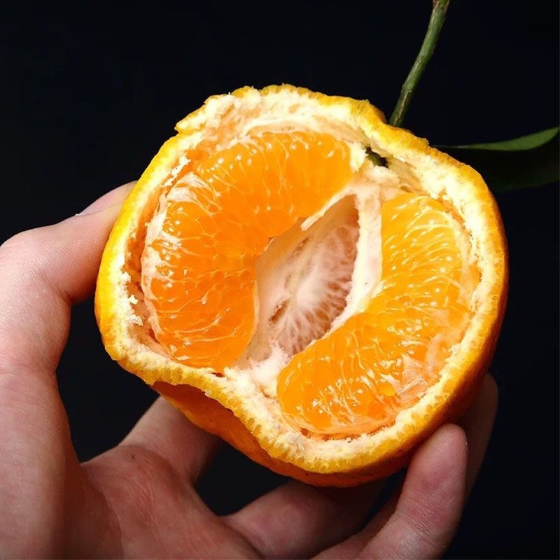 四川攀枝花碰柑/产区直发/大量有货