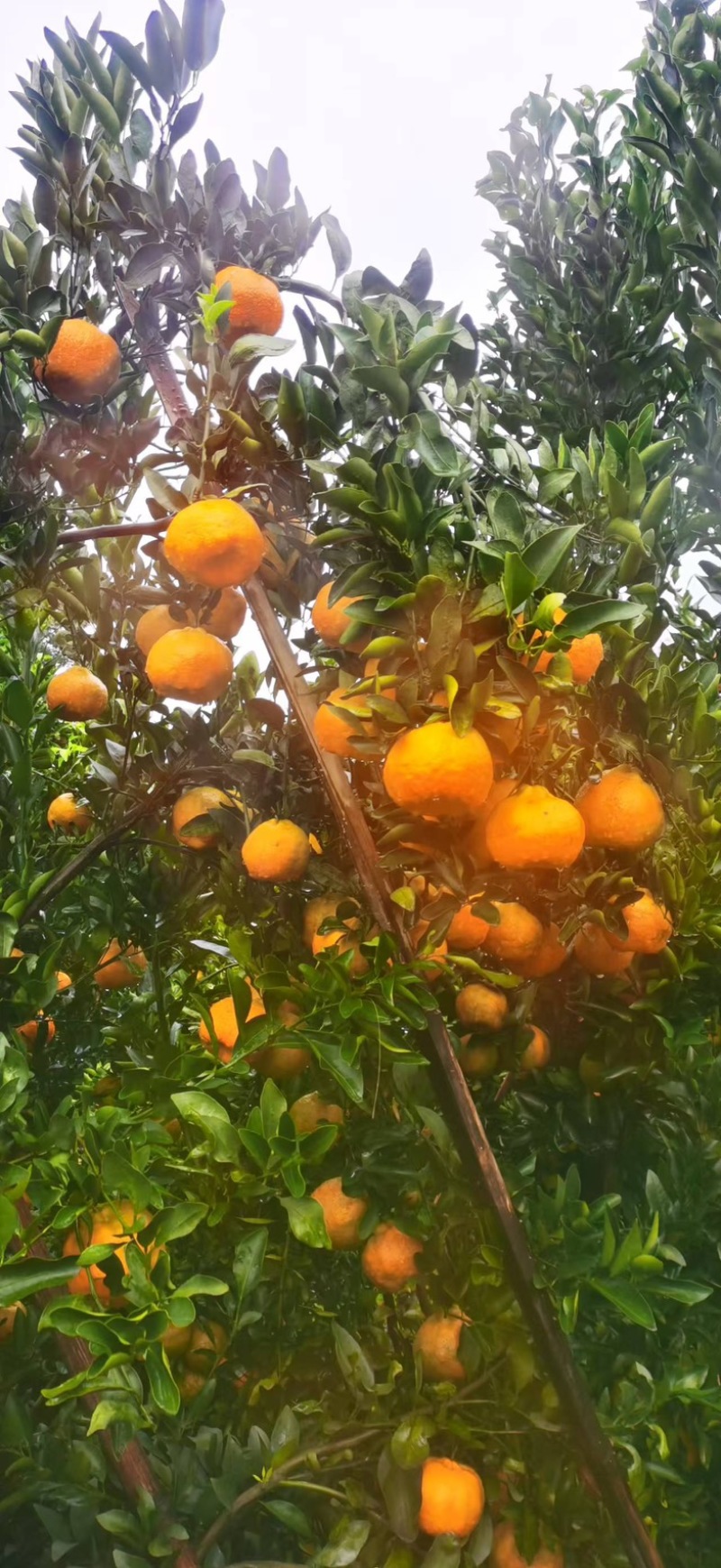 四川攀枝花碰柑/产区直发/大量有货