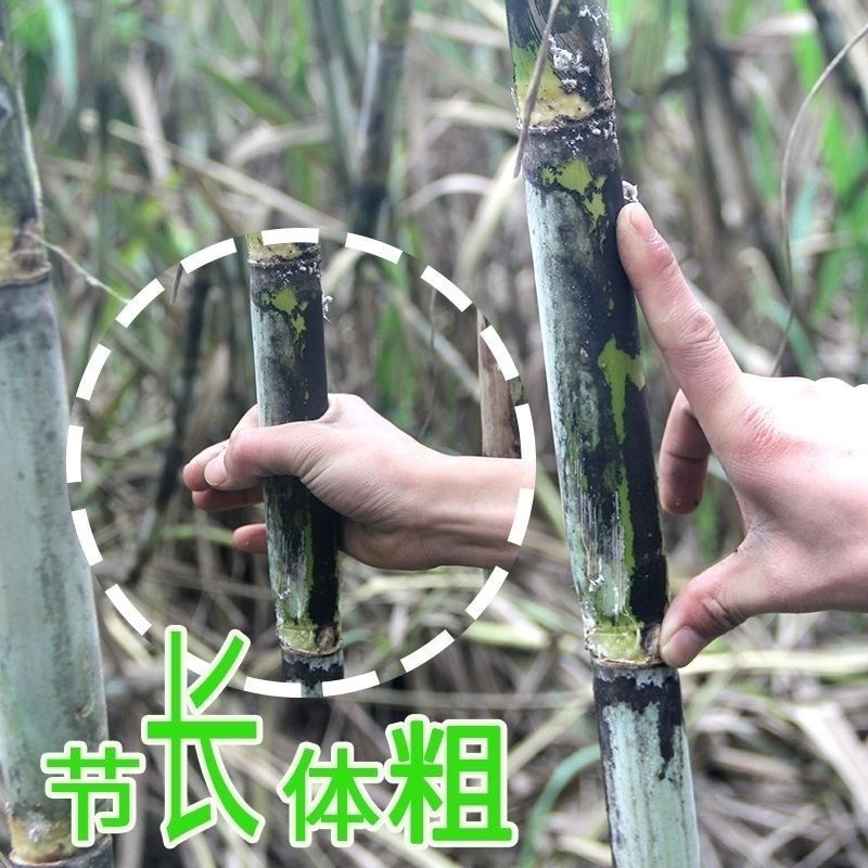 四川攀枝花黄金甘蔗/产区直发/大量有货/欢迎联系