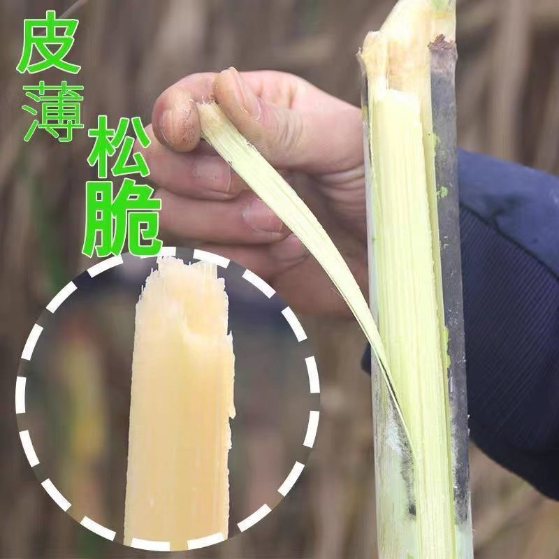 四川攀枝花黄金甘蔗/产区直发/大量有货/欢迎联系