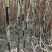 四川攀枝花黄金甘蔗/产区直发/大量有货/欢迎联系