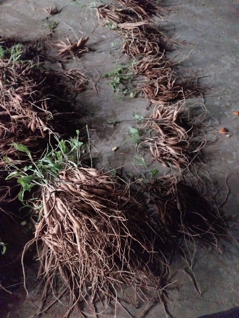 红花大百部，易种植，好管理，成活率高，产量高
