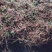 红花大百部，易种植，好管理，成活率高，产量高