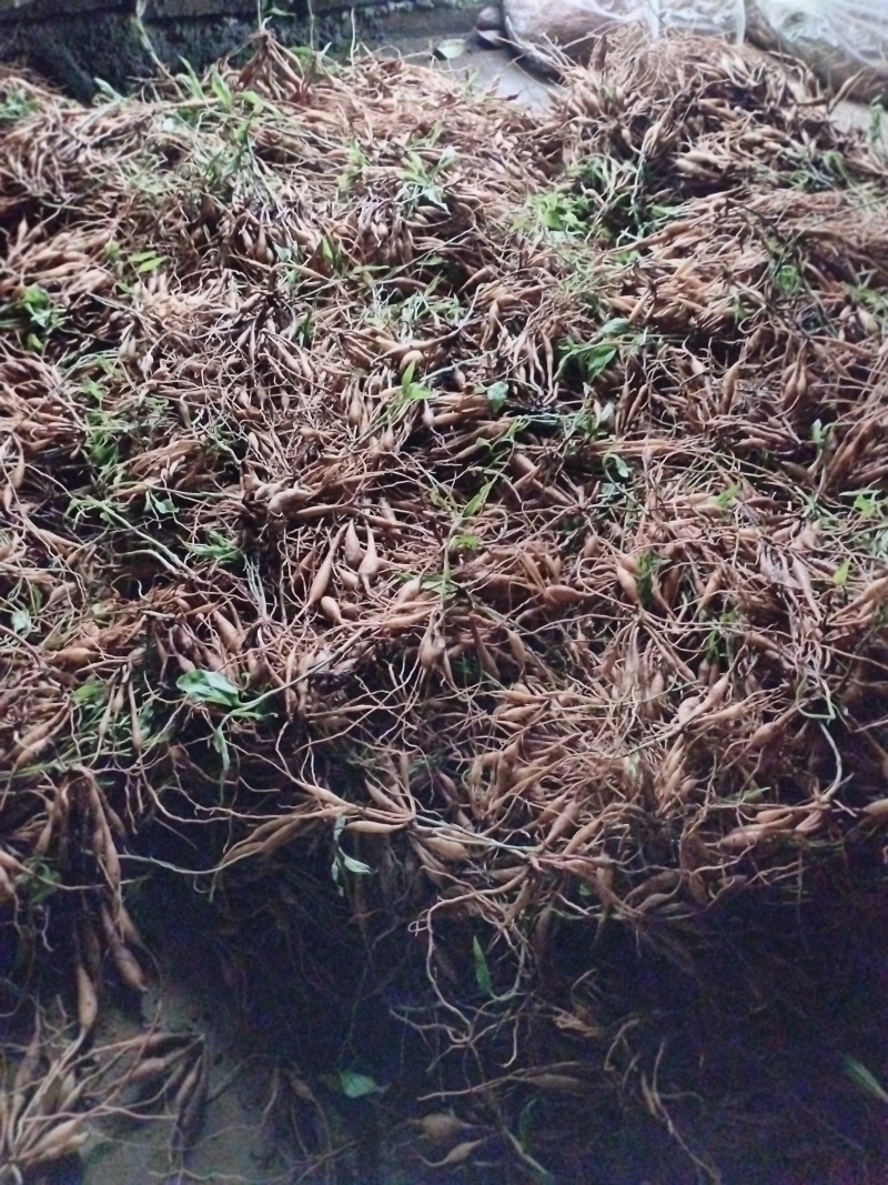 红花大百部，易种植，好管理，成活率高，产量高
