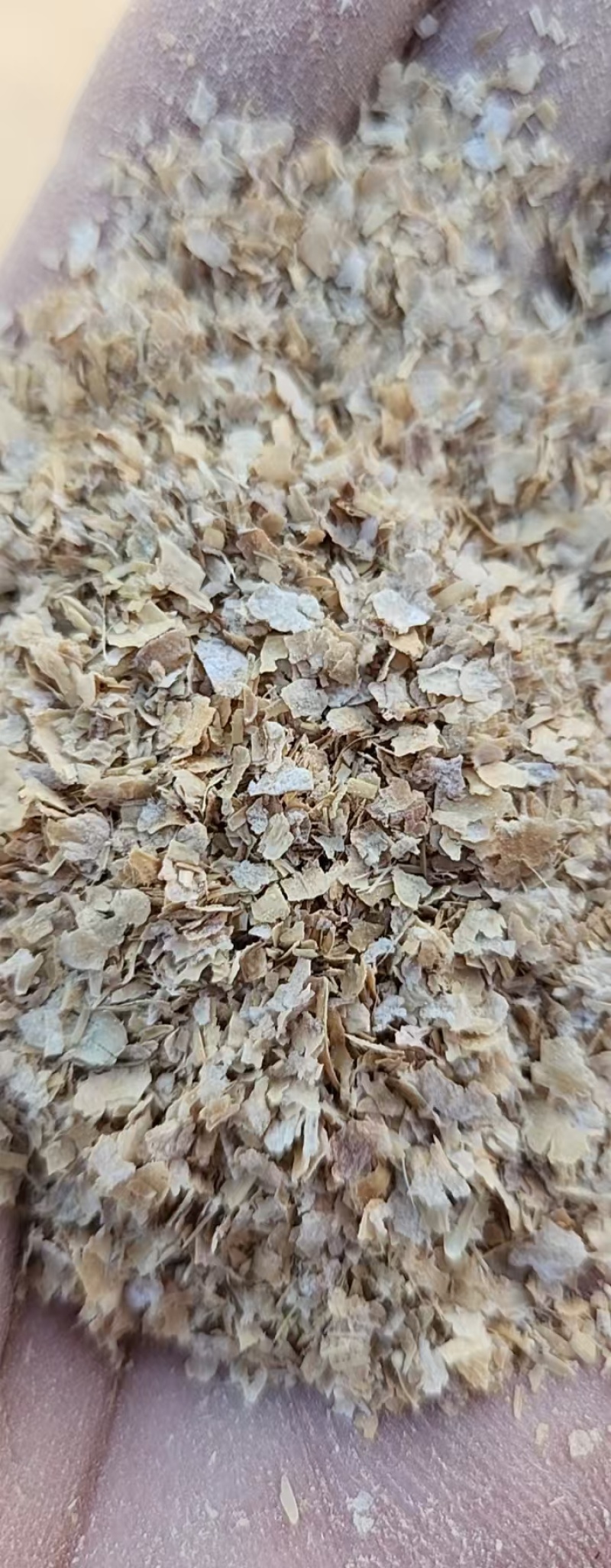 大片麸皮适合各种养殖菌种