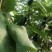 长茄