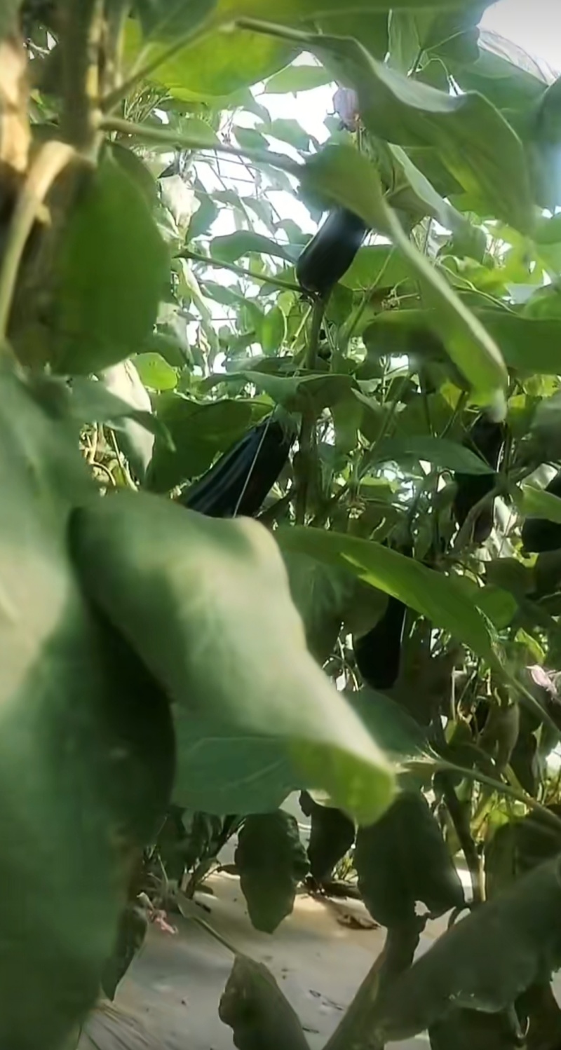 长茄