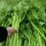 河南芹菜，西芹，法国皇后芹菜，大量供应商超电商市场加工厂