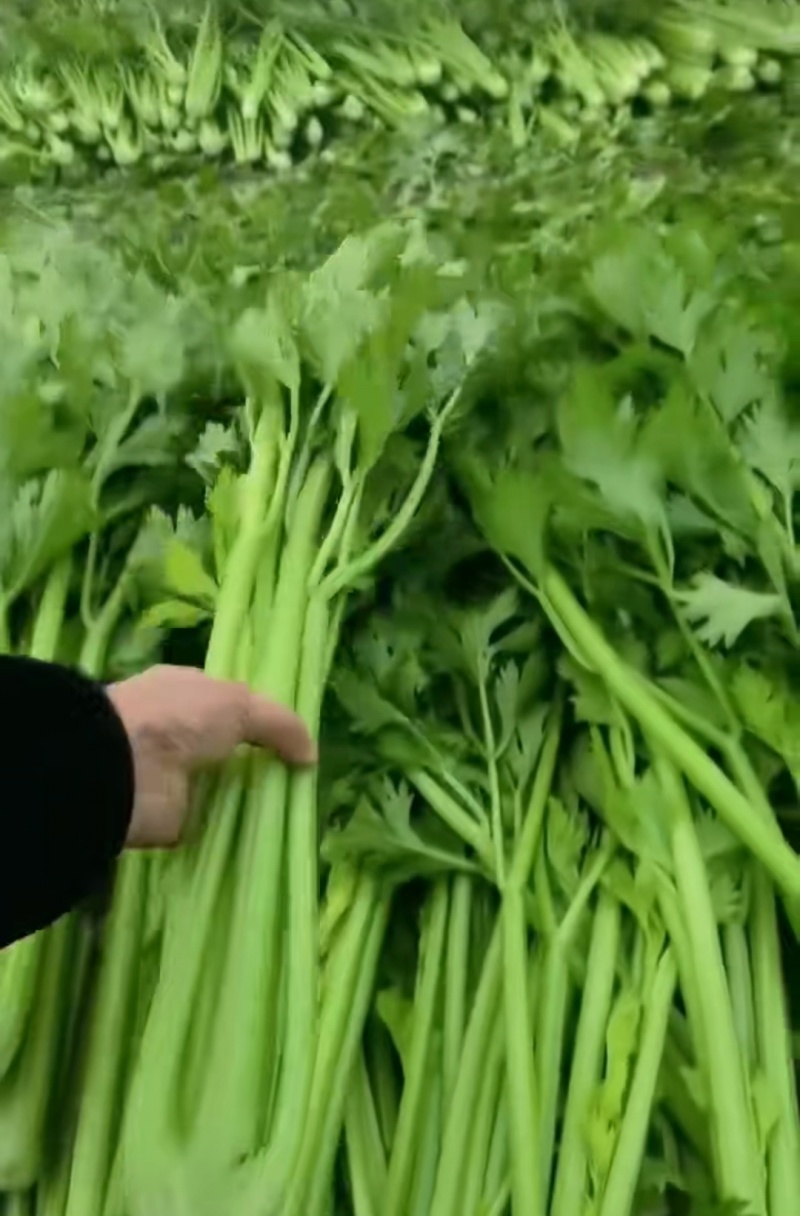 河南芹菜，西芹，法国皇后芹菜，大量供应商超电商市场加工厂