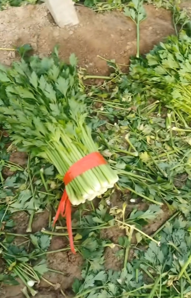 河南芹菜，西芹，法国皇后芹菜，大量供应商超电商市场加工厂