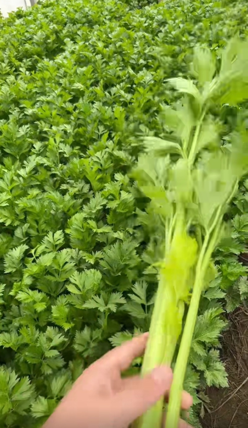 河南芹菜，西芹，法国皇后芹菜，大量供应商超电商市场加工厂