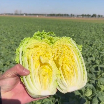 【实力供货】河南娃娃菜，净菜，毛菜各种规格，代收代发全国