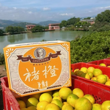 褚橙