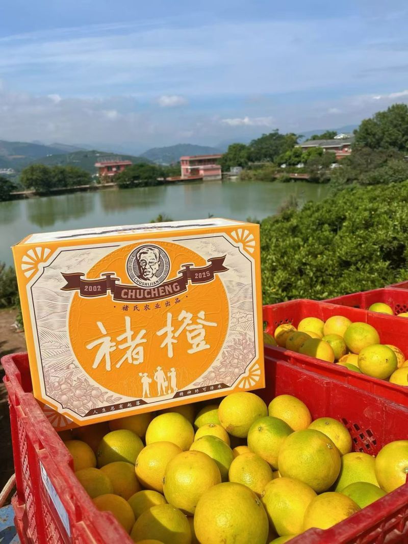 褚橙
