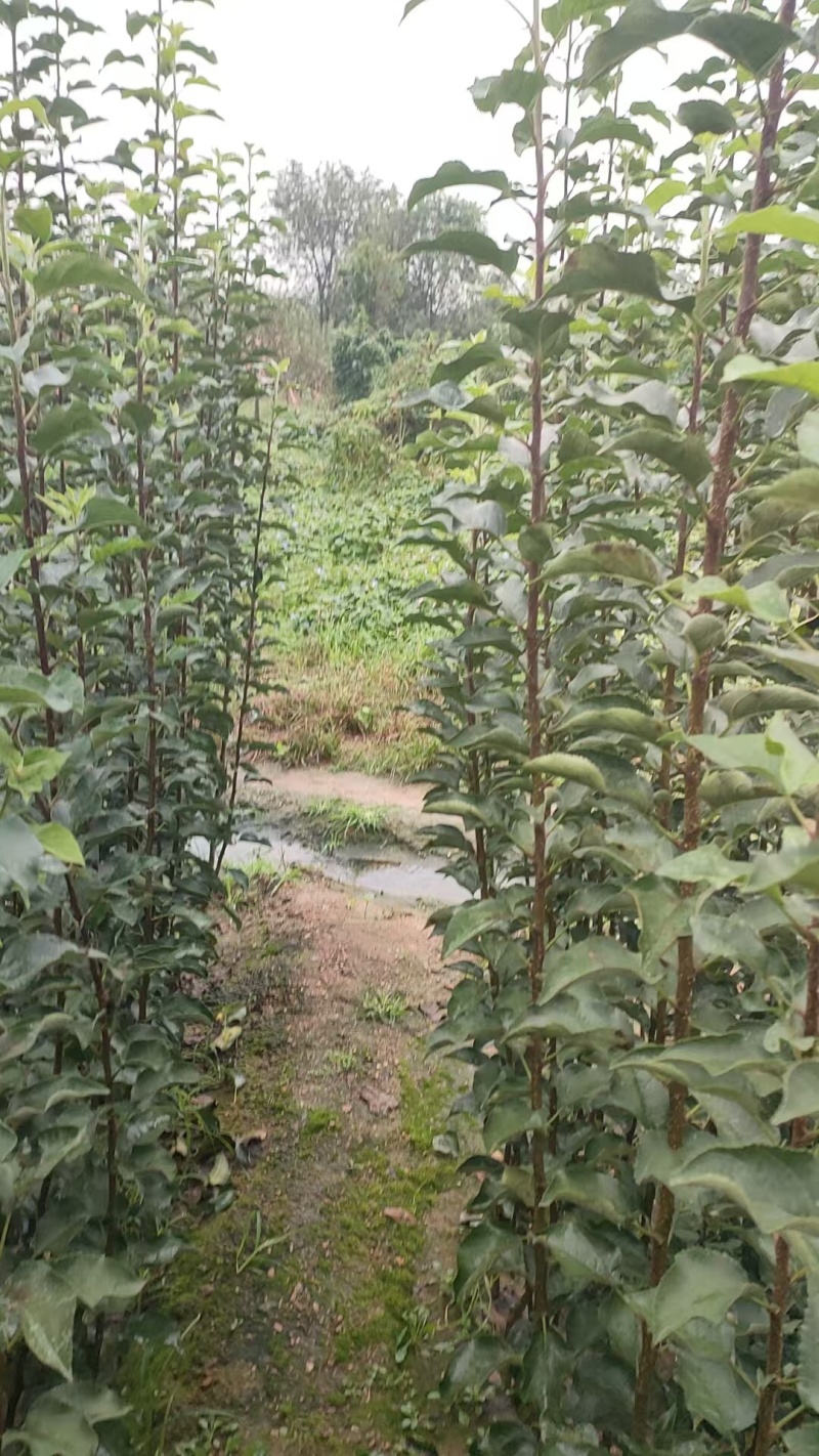 山东烟台栖霞市苹果树苗，响富（三日红）