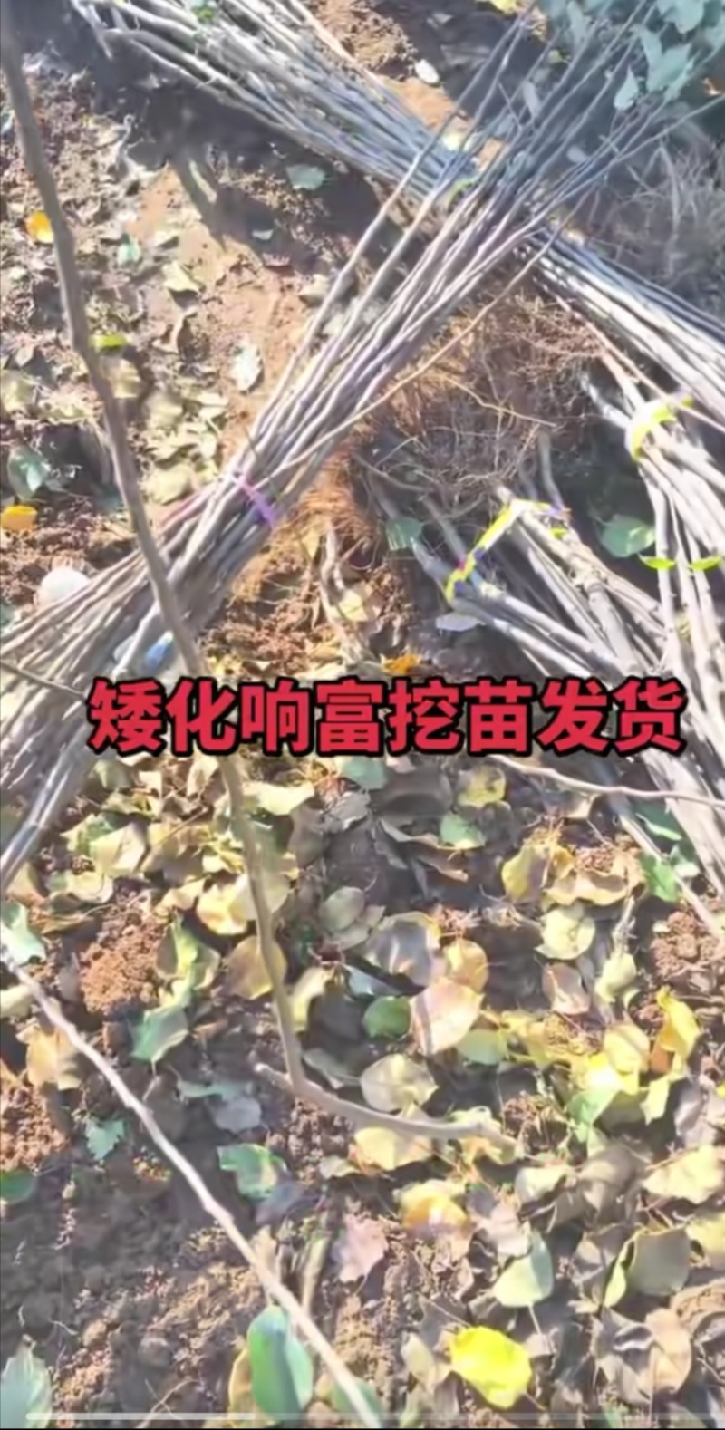 山东烟台栖霞市苹果树苗，响富（三日红）