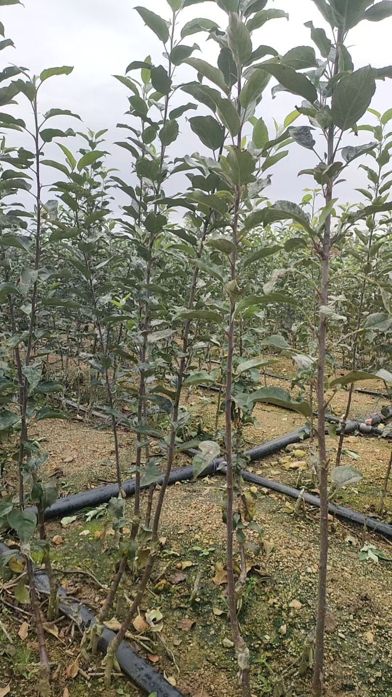 山东烟台栖霞市苹果树苗，响富（三日红）
