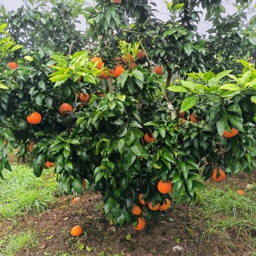 自家农场爱媛批发