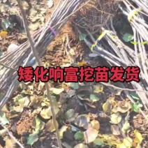 山东烟台栖霞市苹果树苗，响富（三日红）