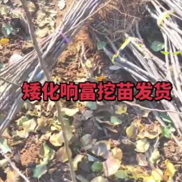 山东烟台栖霞市苹果树苗，响富（三日红）
