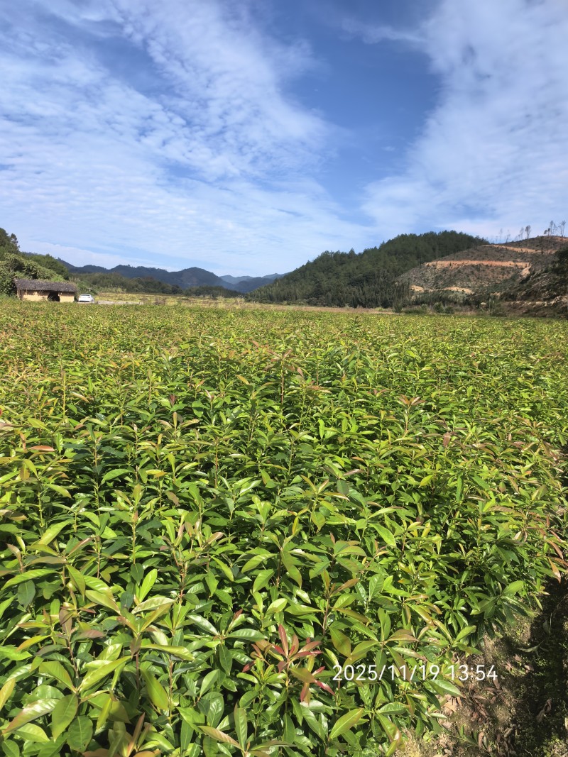 清流县木荷杯苗直销