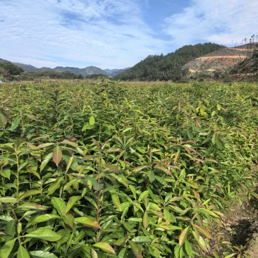 清流县木荷杯苗直销