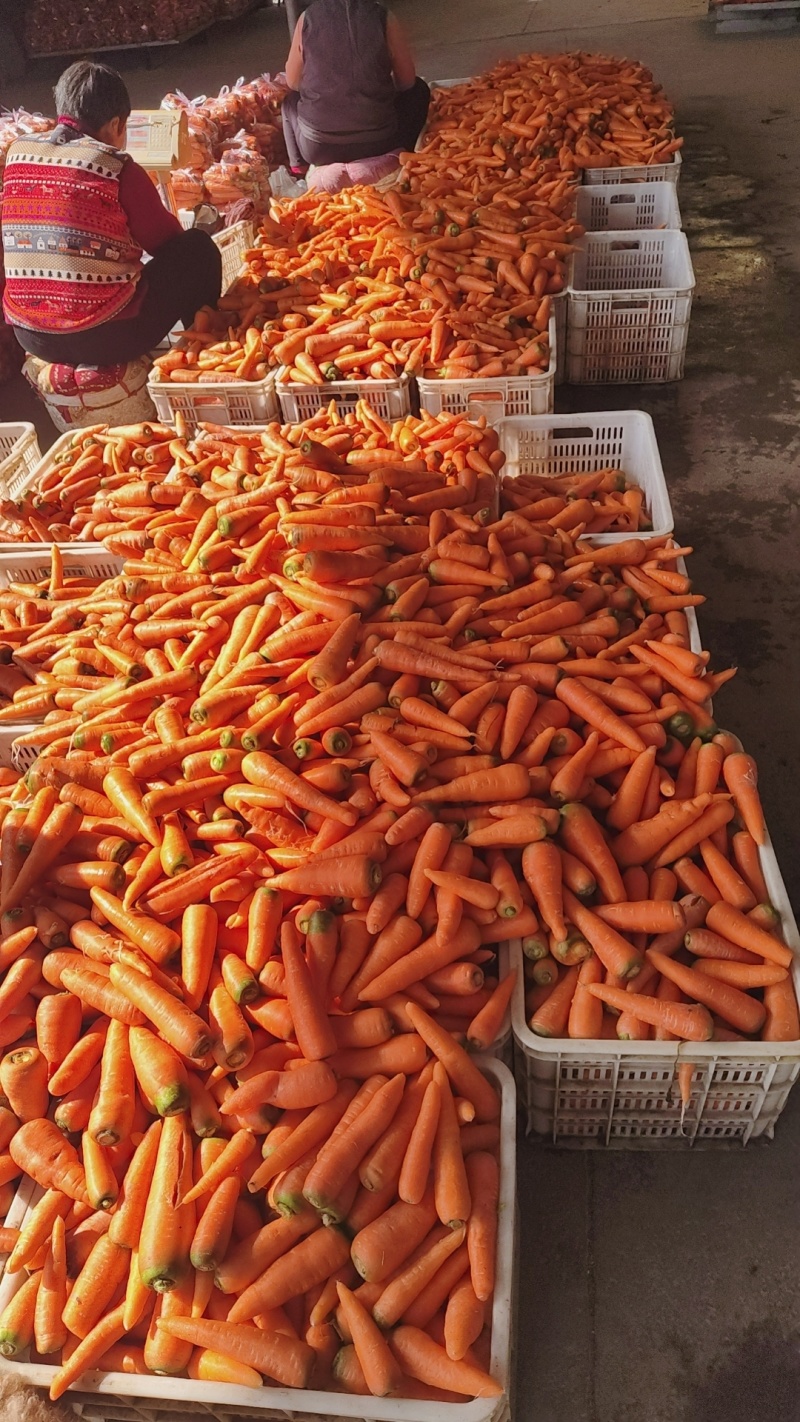 大量供应东台胡萝卜