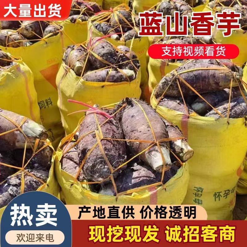 蓝山香芋，新鲜上市，自产自销，大量供应，欢迎下单采购