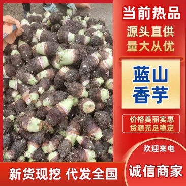 【热卖】蓝山香芋，鲜货上市，大量现货，自产自销，欢迎选购