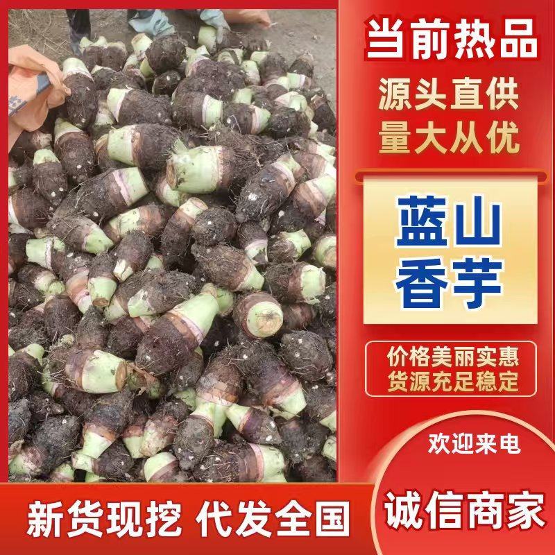 【热卖】蓝山香芋，鲜货上市，大量现货，自产自销，欢迎选购