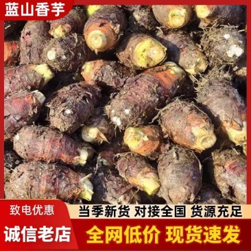 蓝山香芋，新鲜上市，自产自销，大量供应，欢迎下单采购