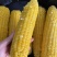 万全糯玉米黄玉米水果玉米速冻玉米冷冻玉米玉米段黄白糯玉
