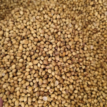 香菜籽干净无杂质香菜籽批发零售量大从优