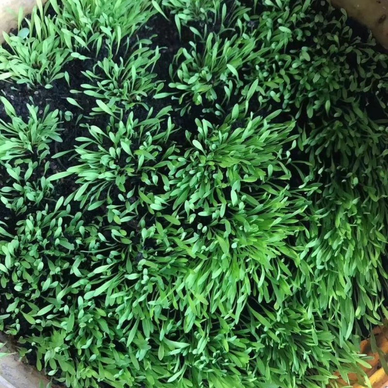 宽叶草百喜草草籽耐热耐旱护坡固土边坡绿化工程