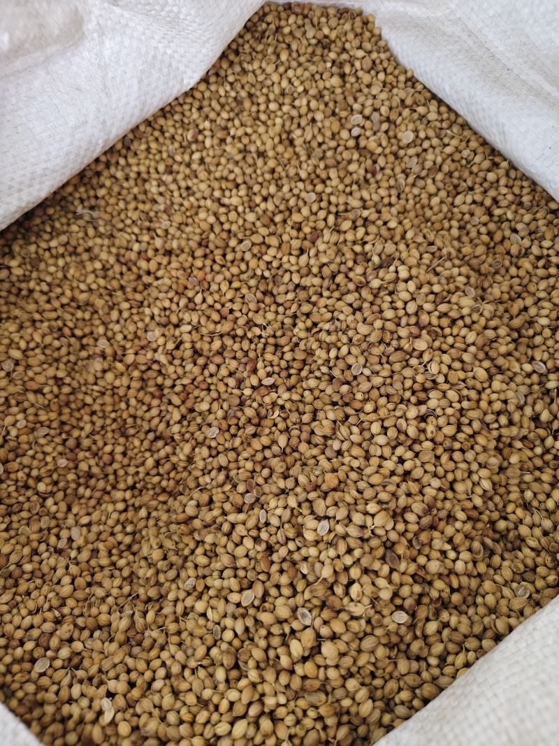 香菜籽干净无杂质香菜籽批发零售量大从优