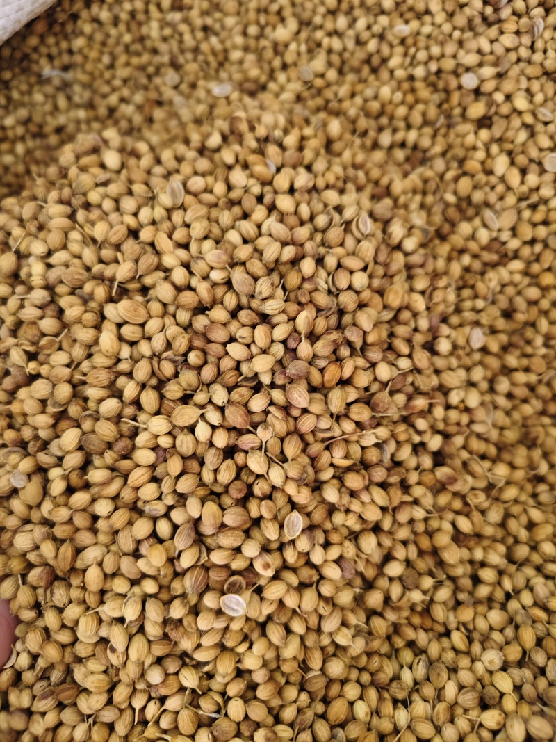 香菜籽干净无杂质香菜籽批发零售量大从优