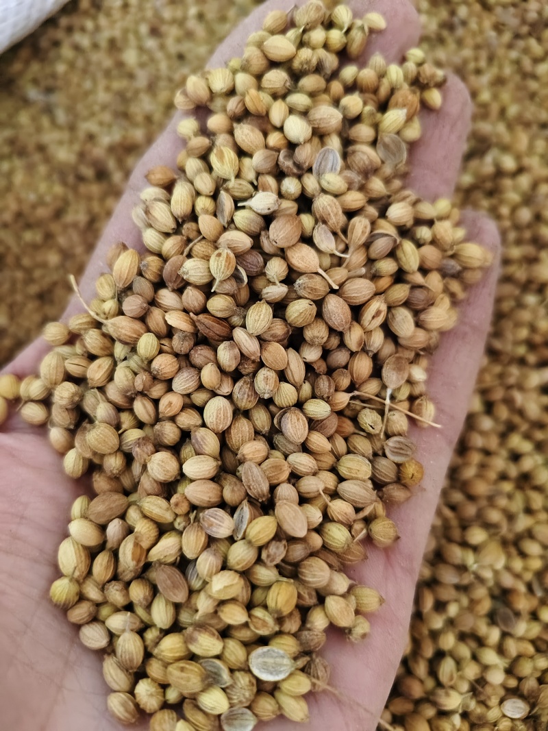 香菜籽干净无杂质香菜籽批发零售量大从优