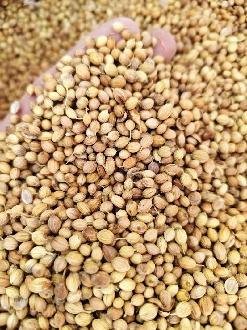 香菜籽干净无杂质香菜籽批发零售量大从优
