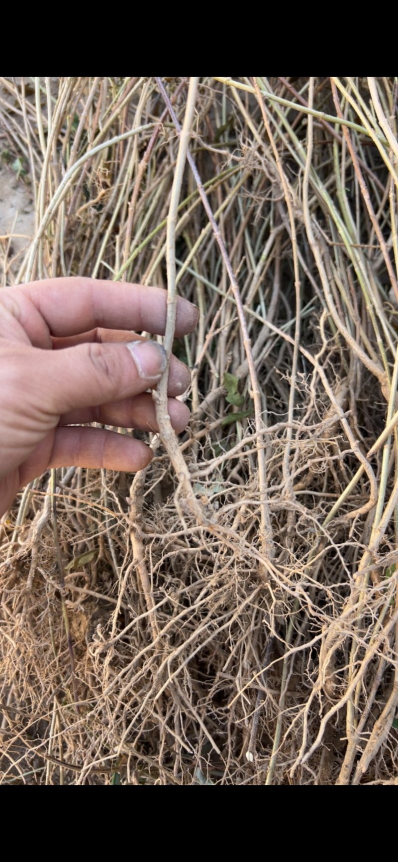 连翘小苗处理药用大颗粒连翘苗现挖现发根系发达好成活