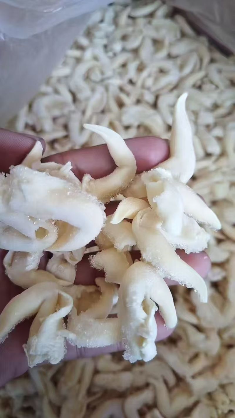 鸟贝肉大量上市，产地直发，品质保证，服务周到
