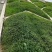宽叶草百喜草草籽耐热耐旱护坡固土边坡绿化工程