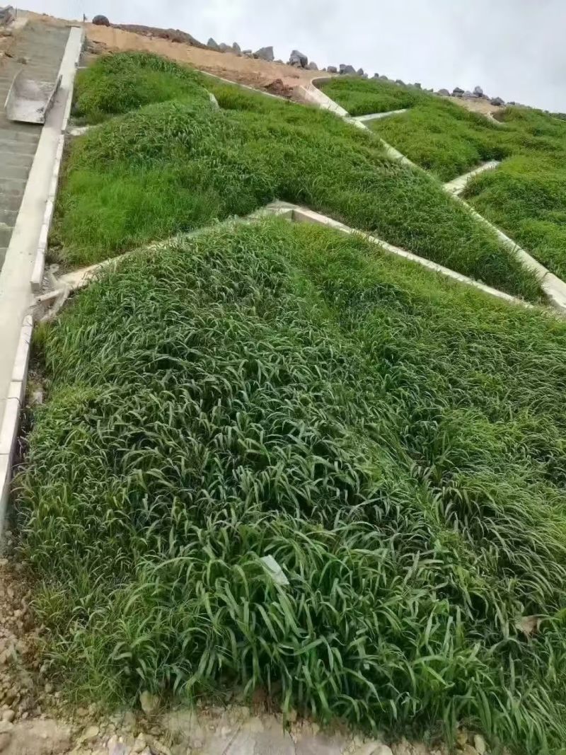 宽叶草百喜草草籽耐热耐旱护坡固土边坡绿化工程