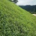 宽叶草百喜草草籽耐热耐旱护坡固土边坡绿化工程