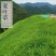 宽叶草百喜草草籽耐热耐旱护坡固土边坡绿化工程